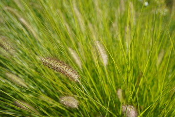 close up image of australian fountain grass (cenchrus alopecuroides) during summer