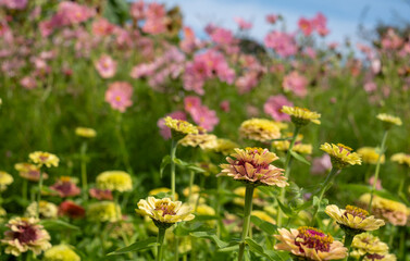 Stunning, colourful mix of wildlife friendly flowers including zinnia and Japanese anemones in the Fruit Garden at Wisley, Surrey UK. 