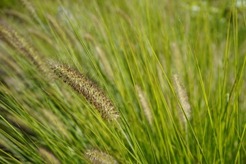close up image of australian fountain grass (cenchrus alopecuroides) during summer