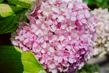 Close-Up of a Vibrant Pink Hydrangea Flower in a Lush Green Garden