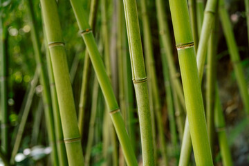 Fototapeta premium Close-Up View of Green Bamboo Stems in a Forest Environment