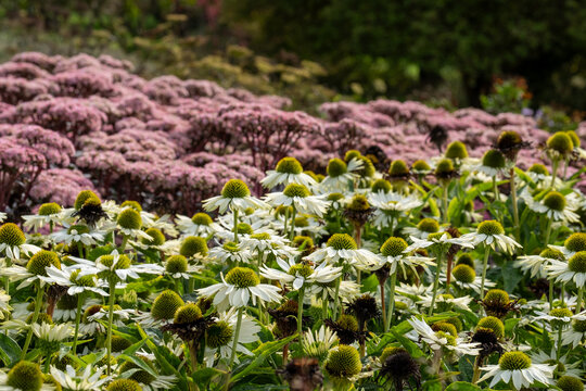 Stunning, colourful border at Wisley garden, Surrey UK. The flower beds are planted  mainly with perennial plants in contrasting colours. Designed by Piet Oudolf.
