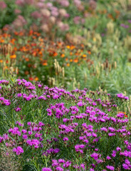 Obraz premium Stunning, colourful border at Wisley garden, Surrey UK. The flower beds are planted mainly with perennial plants in contrasting colours. Designed by Piet Oudolf. 
