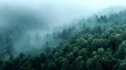 Misty forest canopy under stormy sky with damp leaves and dramatic lighting emphasizing environmental awareness, serene natural landscape with copy space on right