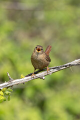 Eurasian Wren (Troglodytes troglodytes) Bull Island Dublin common in European woodlands and gardens