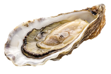 Fresh raw oyster seafood shellfish delight