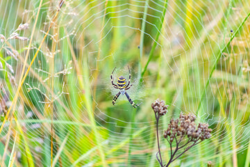 Wasp Spider (Argiope bruennichi) in Web Among Autumn Grass