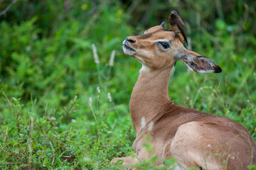 South Africa, Kruger National Park, Red-billed Oxpecker (Buphagus erythrorhynchus) on Impala