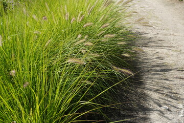 naturalimage of australian fountain grass (cenchrus alopecuroides) on a sunny day