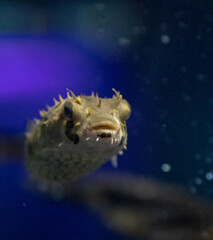 fish in the tank © Juliano