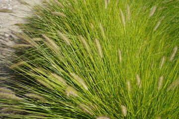 natural image of australian fountain grass (cenchrus alopecuroides) on a sunny day