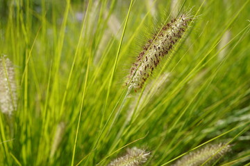 close up image of australian fountain grass (cenchrus alopecuroides) during summer