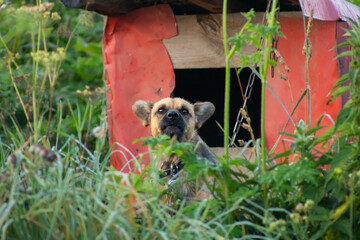 Black-Brown Dog Barking in Grass Near Old Doghouse in Village