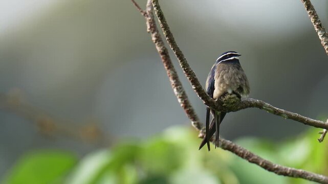 Whiskered Treeswift (Hemiprocne comata) mother bird incubates her young in a small nest on a branch.