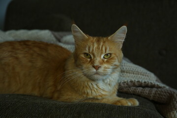 Orange maine coon small cat on the couch at home and sleeping. Expression pet portrait in natural day windows lighting