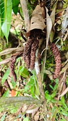 a bunch of ripe bananas