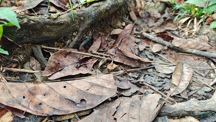 fallen leaves on the ground