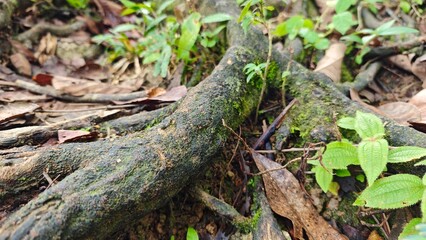 tree with roots