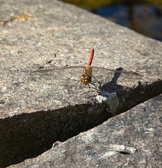 
macro shot of a resting heath dragonfly