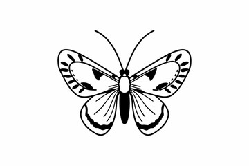 butterfly on white background