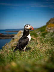 Intimate wildlife shot capturing puffin colors in a coastal setting.