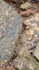 moss on the rocks