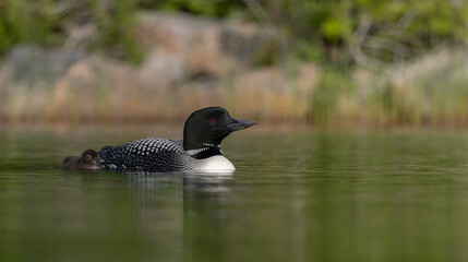 Common loon on a lake at sunrise 