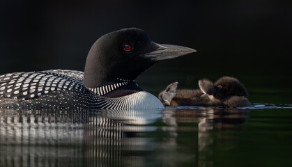 Common loon on a lake at sunrise 
