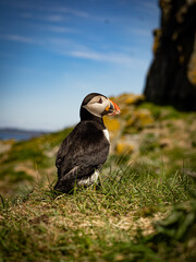 Moody wildlife capture: puffin among coastal grass with the ocean beyond.