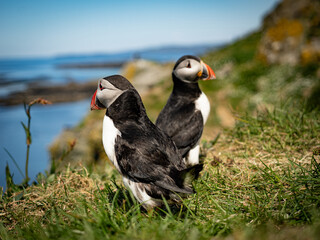 Pair of puffins sitting close together on grassy cliff, vibrant seabirds surrounded by lush green vegetation in natural coastal habitat.