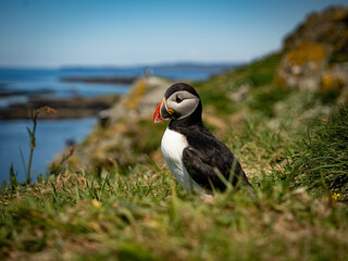 Puffin perched on rocky cliff surrounded by green grass, stunning wildlife shot highlighting seabird’s vibrant plumage and natural habitat