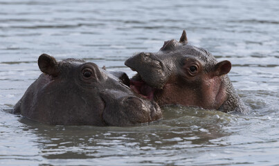 Fototapeta premium Hippo in Maasai Mara, Africa