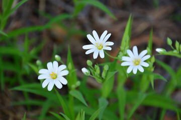 Delicate White Wildflowers Blooming in Greenery close up