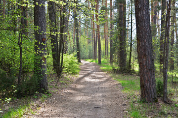 Woodland Trail A Path Through the Forest with sunlight