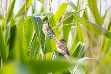 Two Sparrows Perched on a Corn Cob