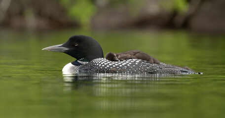 Common loon on a lake at sunrise 