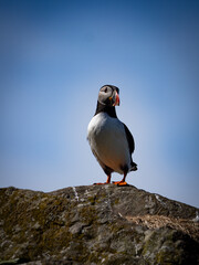 Detailed and illuminated puffin head portrait, focusing on bright beak and eye with sharp feathers, resembling professional wildlife study.