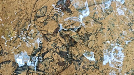 texture of the bark of a tree