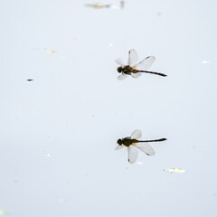 Two Dragonflies Hovering Over Calm Water Reflections in Pale Light