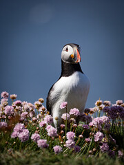 Bright puffin nestled among pink flowers on a steep cliff, detailed wildlife image capturing the charm of seabirds in natural coastal habitat with vivid summer scenery