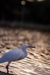 fishing bird