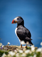 Puffin perched on tall green grass on coastal cliff, bright and lively nature image highlighting seabird in natural habitat.
