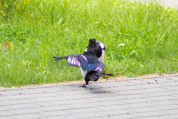 Two Magpies Fighting on a Lawn