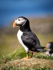 Close-up of puffin perched on grassy cliff edge, sharp focus on colorful plumage and natural coastal surroundings in soft light.