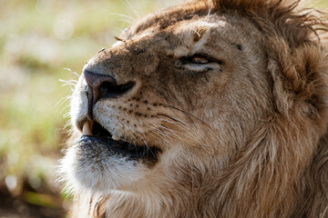 portrait of a lion