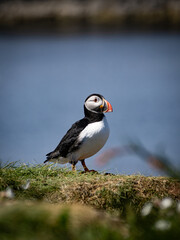 Close-up of puffin perched on grassy cliff edge, sharp focus on colorful plumage and natural coastal surroundings in soft light.