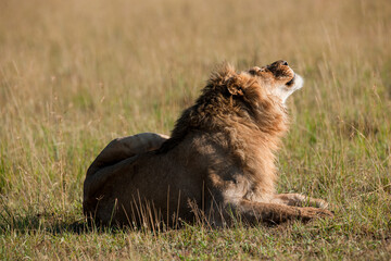 Lion in the grass