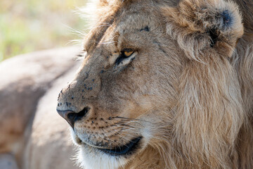 portrait of a lion