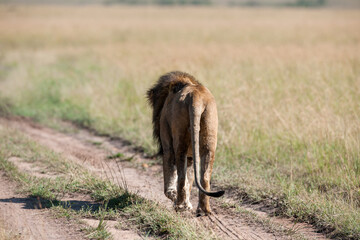 Lion in the grass