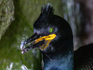 Close-up portrait of a European shag in breeding plumage, displaying its vivid green eye, yellow facial skin and distinctive crest against a rocky coastal background. © Pavel